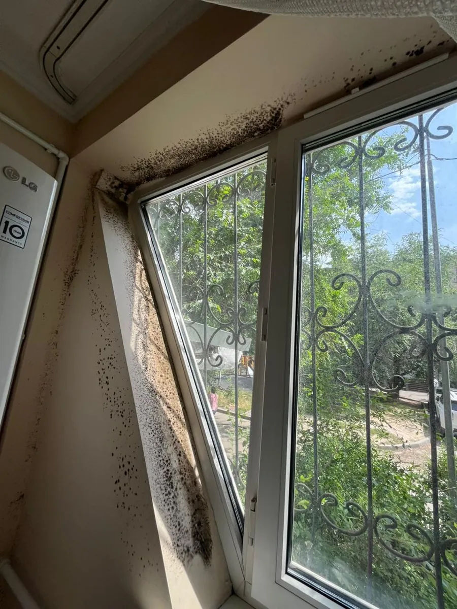Плесень на откосах окна — частое следствие конденсата на холодной стене